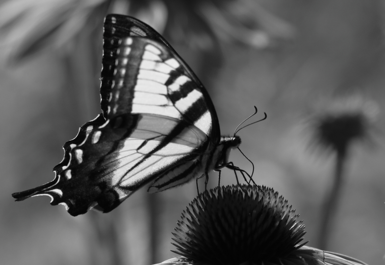 2015 07 23 HTP 000074022ebw